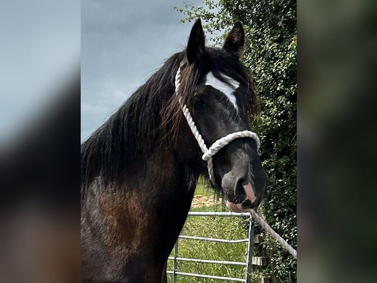 Shire Horse Hengst 2 Jahre Rappe in whitegate