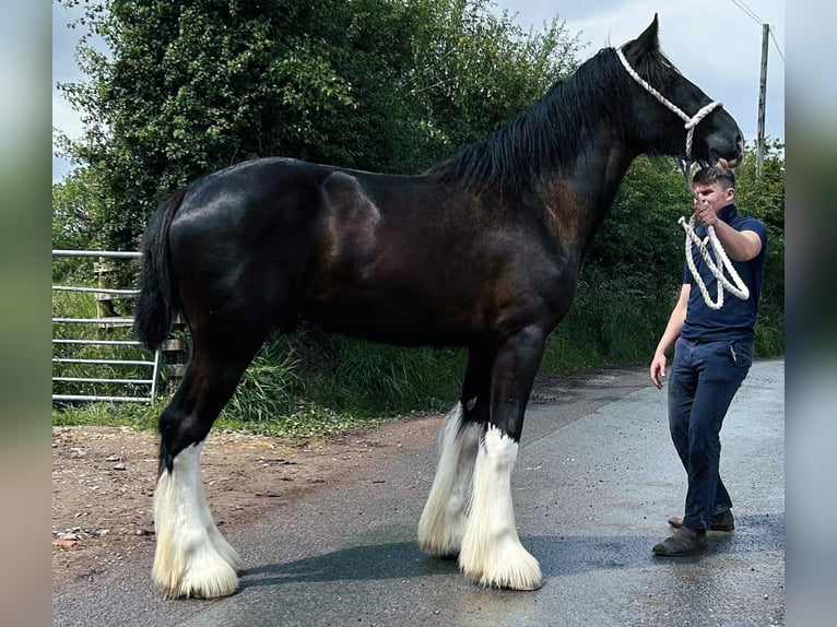 Shire Horse Hengst 2 Jahre Rappe in whitegate