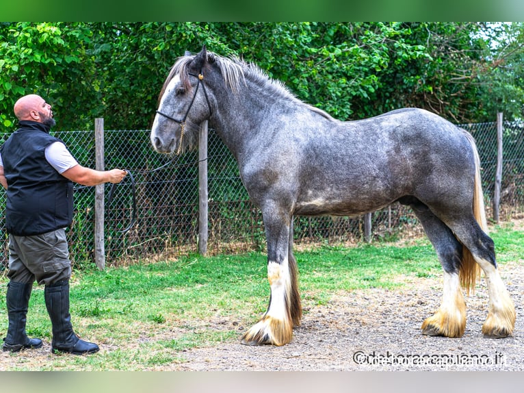 Shire Horse Hengst 2 Jahre Schimmel in roma