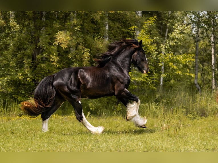Shire Horse Hengst 3 Jahre 167 cm Schwarzbrauner in Sosnowiec