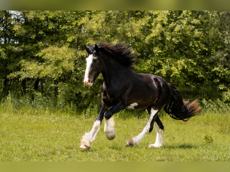 Shire Horse Hengst 3 Jahre 167 cm Schwarzbrauner in Sosnowiec