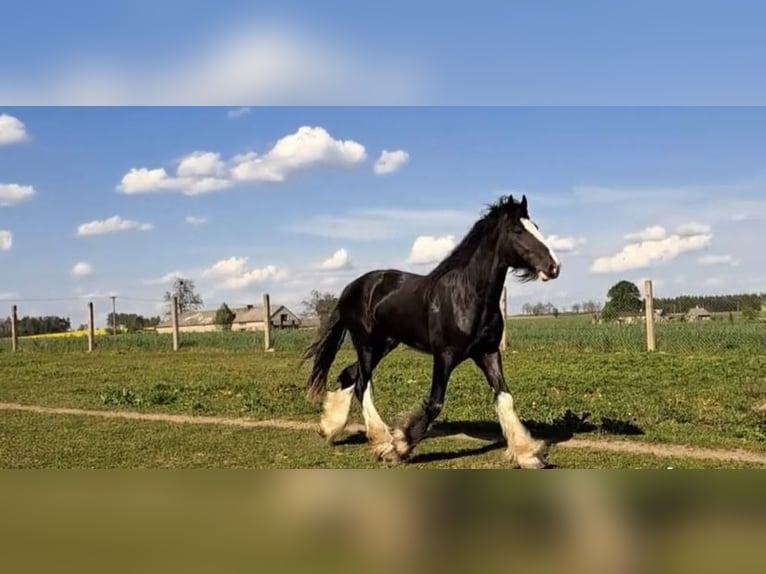 Shire Horse Hengst 3 Jahre 180 cm Brauner in Z&#x105;browo