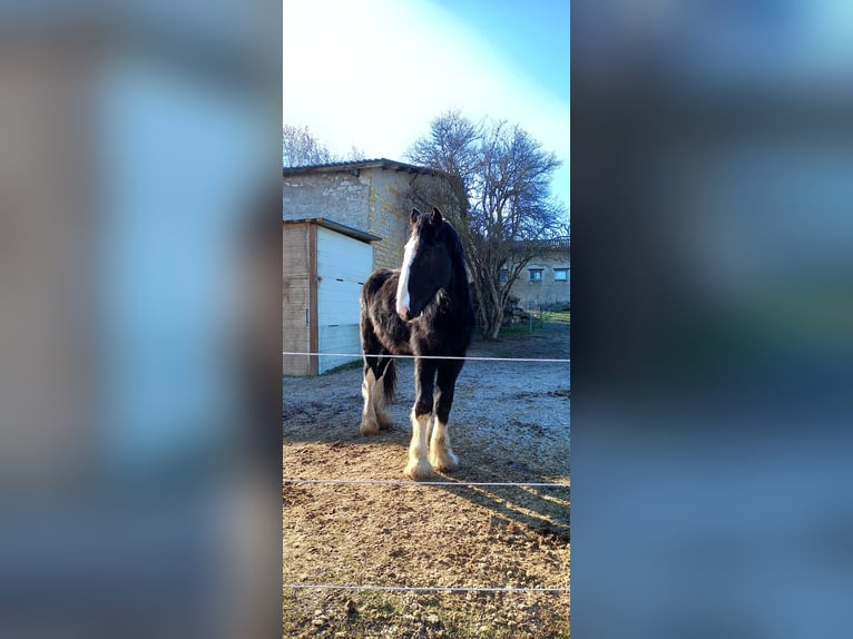 Shire Horse Hengst 3 Jahre 185 cm Rappe in Rottleben