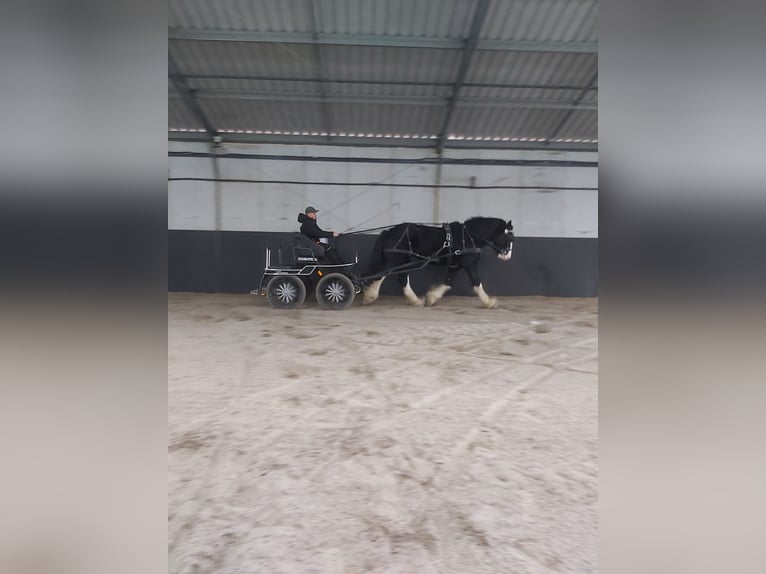 Shire Horse Hengst 3 Jahre 190 cm Schecke in Siedlce