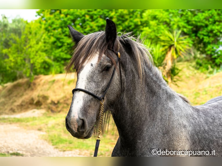 Shire Horse Hengst 3 Jahre Schimmel in roma