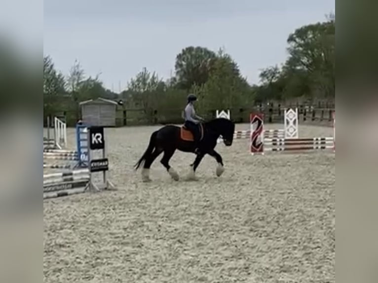 Shire Horse Hengst 4 Jahre 173 cm Schwarzbrauner in Oeselgem