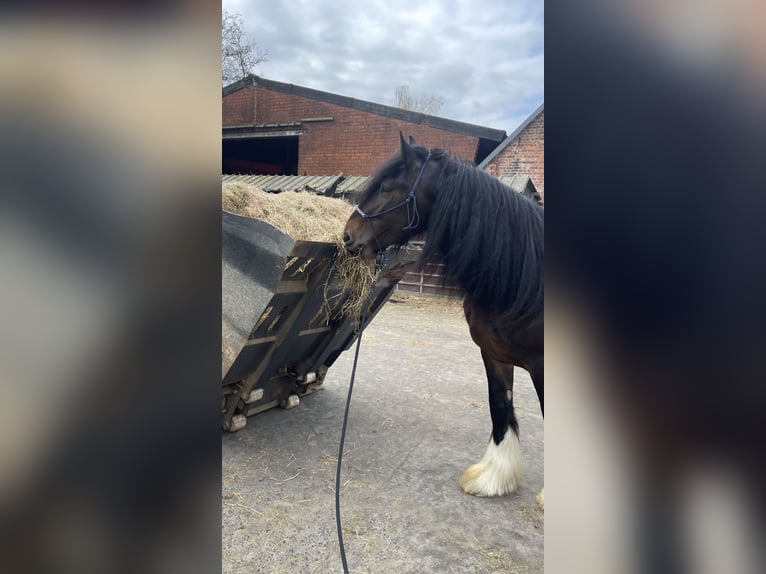 Shire Horse Hengst 4 Jahre 173 cm Schwarzbrauner in Oeselgem