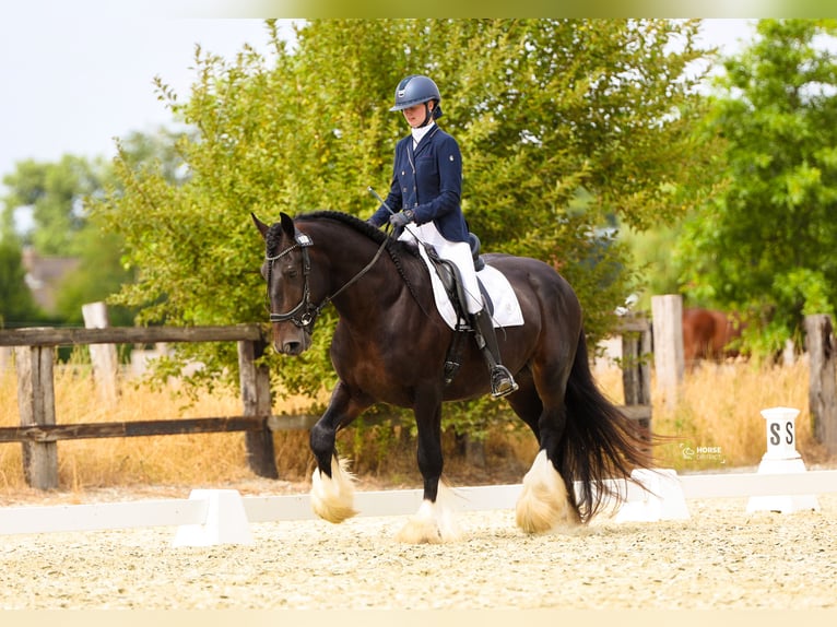 Shire Horse Hengst 4 Jahre 174 cm Dunkelbrauner in Oeselgem