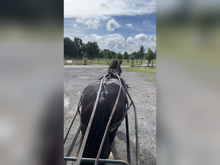 Shire Horse Hengst 4 Jahre 174 cm Dunkelbrauner in Oeselgem