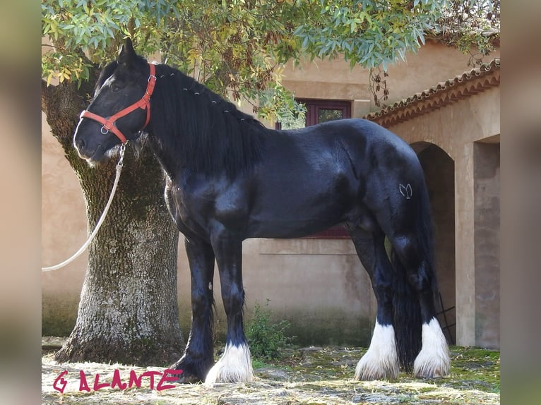 Shire Horse Hengst 4 Jahre 184 cm Rappe in Yecla De Yeltes