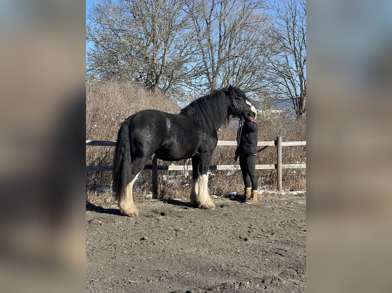 Shire Horse Hengst 4 Jahre 188 cm Rappe in Lekeryd