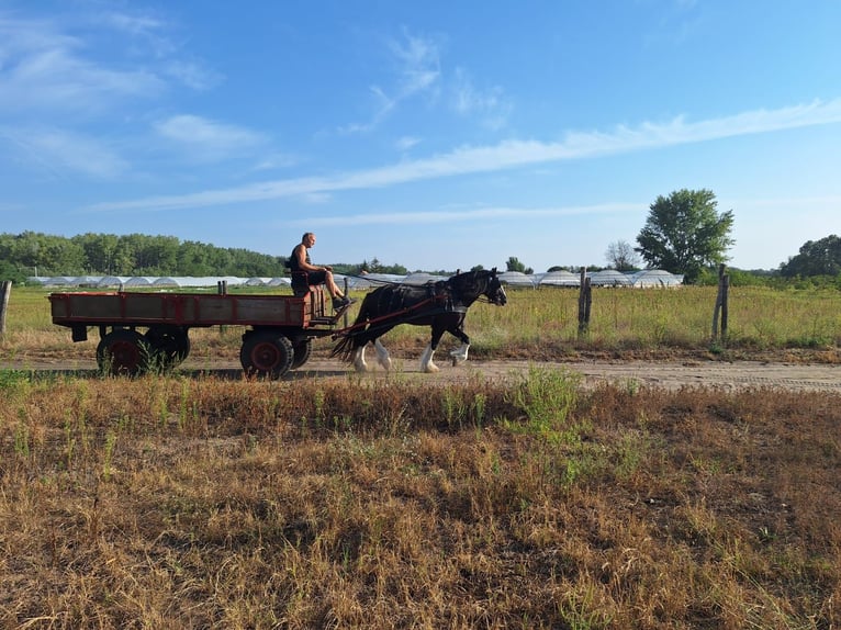 Shire Horse Hengst 5 Jahre 180 cm Rappe in Csem&#x151;