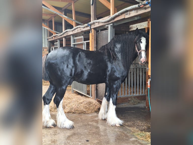 Shire Horse Hengst 5 Jahre 180 cm Rappe in Csem&#x151;