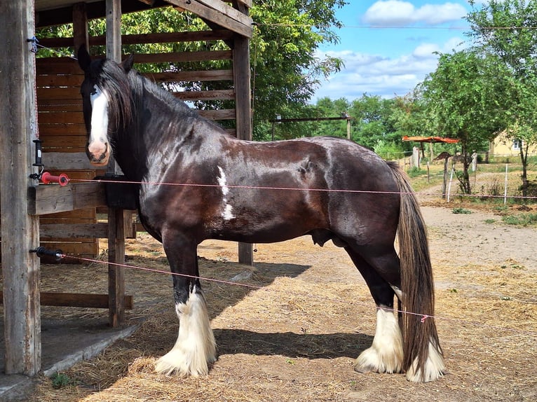 Shire Horse Hengst 5 Jahre 180 cm Rappe in Csem&#x151;