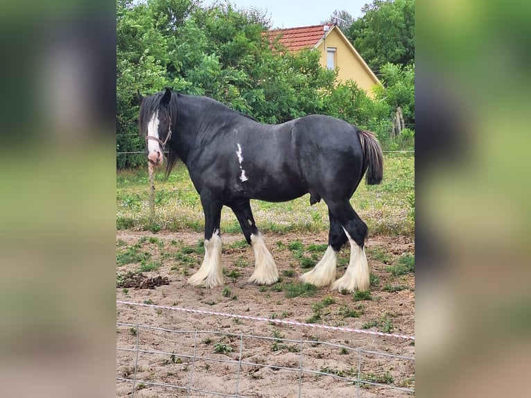 Shire Horse Hengst 5 Jahre 180 cm Rappe in Csem&#x151;