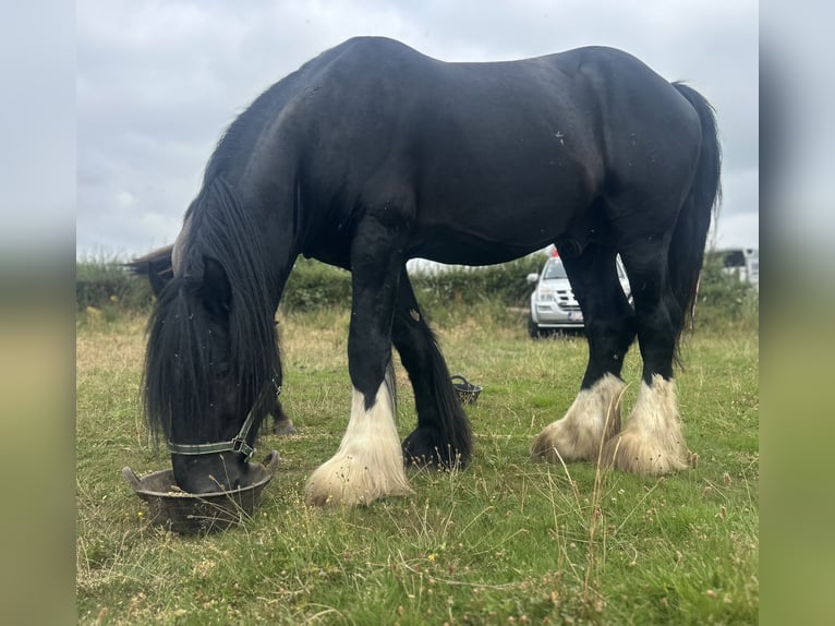 Shire Horse Hengst 5 Jahre 180 cm Rappe in Aachen