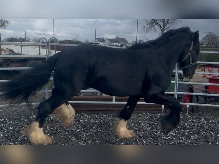 Shire Horse Hengst 5 Jahre 180 cm Rappe in Aachen