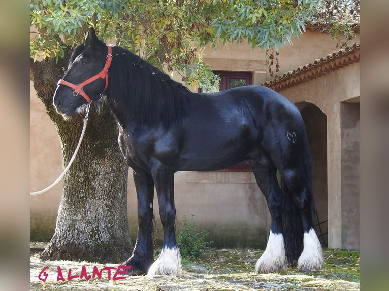 Shire Horse Hengst 6 Jahre 184 cm Rappe in Yecla De Yeltes