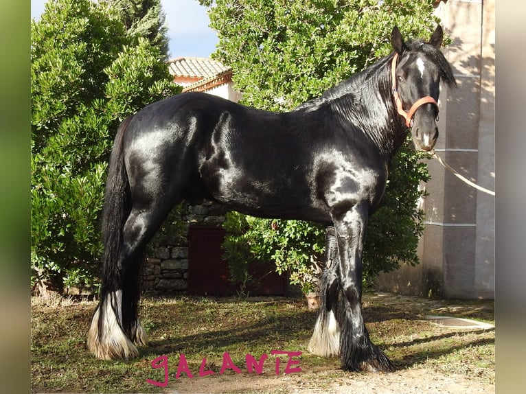 Shire Horse Hengst 6 Jahre 184 cm Rappe in Yecla De Yeltes