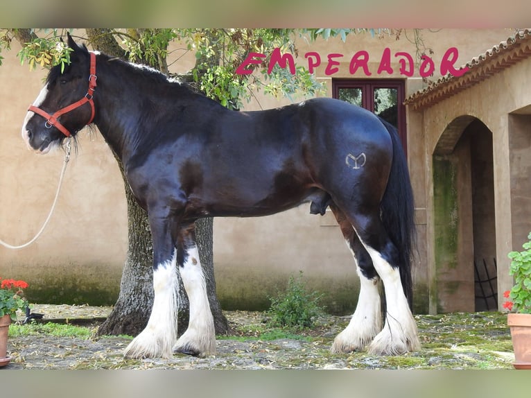 Shire Horse Hengst 6 Jahre 187 cm Brauner in Yecla De Yeltes