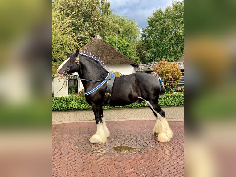 Shire Horse Hengst 7 Jahre 180 cm Rappe in Sint laureins