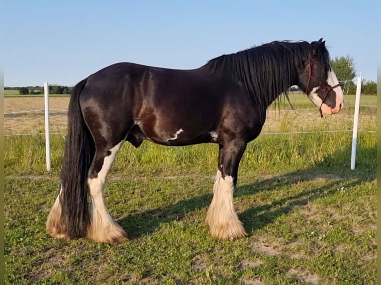Shire Horse Hengst 7 Jahre 180 cm Rappe in Kolberg