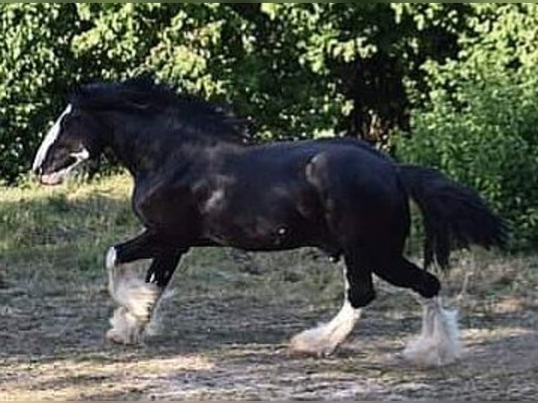 Shire Horse Hengst 7 Jahre 180 cm Rappe in Kolberg