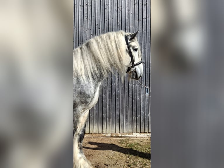 Shire Horse Hengst 7 Jahre 185 cm Kann Schimmel werden in Ried im Innkreis