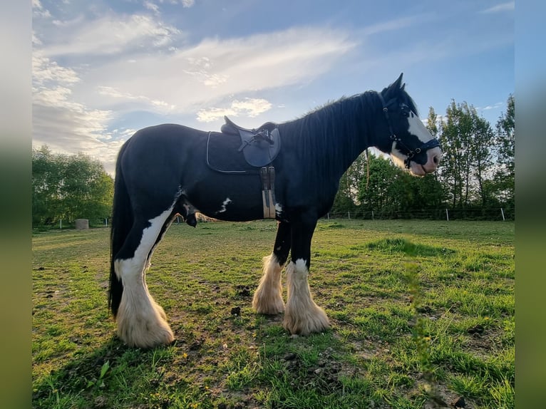 Shire Horse Hengst 7 Jahre in Kolberg