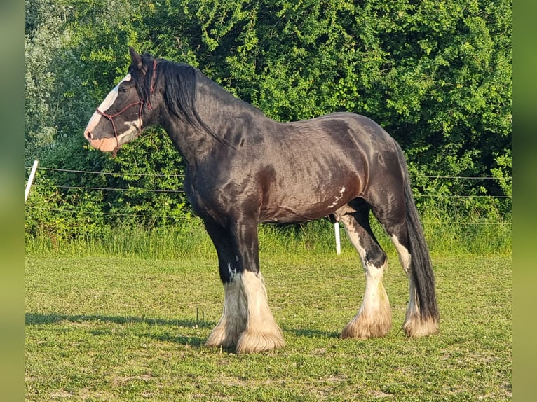 Shire Horse Hengst 7 Jahre Rappe in Kolberg