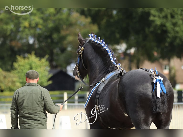 Shire Horse Hengst 8 Jahre 180 cm Rappe in Sint-Laureins