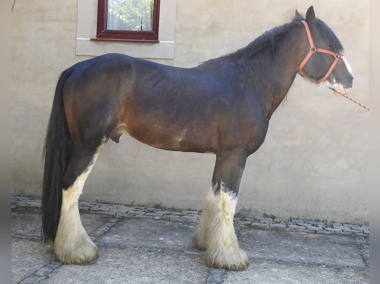 Shire Horse Hengst 8 Jahre 185 cm Brauner in Yecla De Yeltes