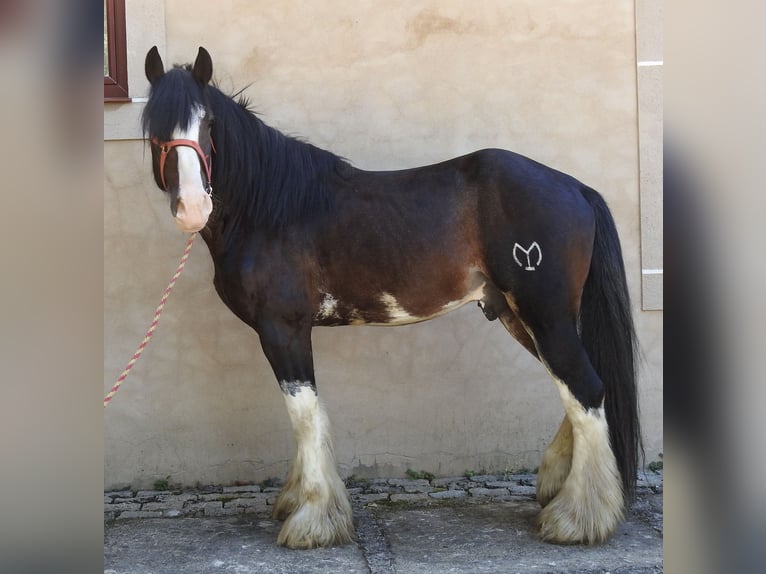 Shire Horse Hengst 8 Jahre 185 cm Brauner in Yecla De Yeltes