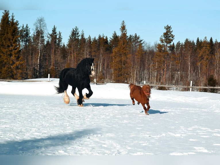 Shire Horse Hengst 8 Jahre 190 cm Rappe in Keminmaa