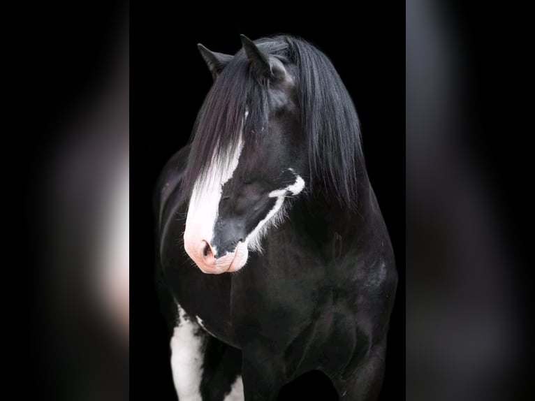 Shire Horse Hengst 8 Jahre Rappe in Kolberg