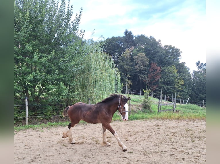 Shire Horse Hengst Fohlen (04/2024) 146 cm Brauner in Gnas