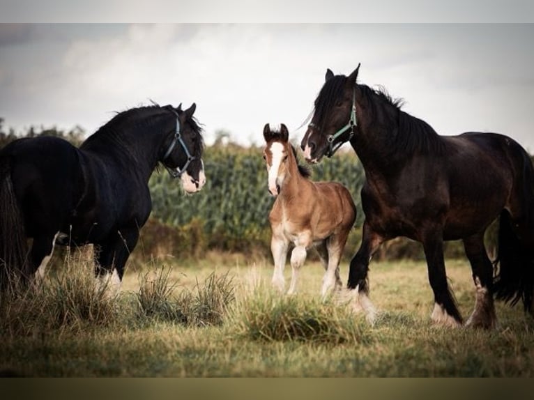 Shire Horse Hengst Fohlen (06/2024) 180 cm in Bippen