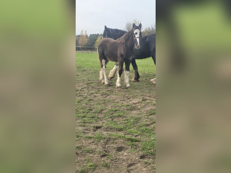 Shire Horse Hengst Fohlen (05/2025) 180 cm Rappe in Obr&#x105;b