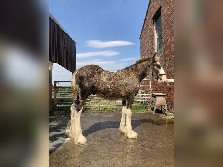 Shire Horse Hengst Fohlen (04/2026) 183 cm Schimmel in York