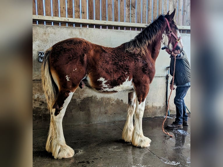 Shire Horse Hengst Fohlen (01/2024) 185 cm Rotbrauner in York