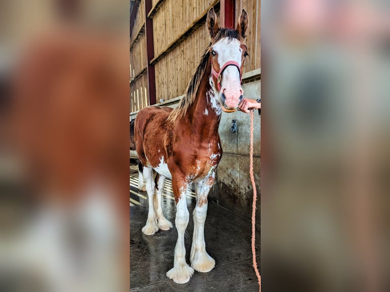 Shire Horse Hengst Fohlen (01/2024) 185 cm Rotbrauner in York