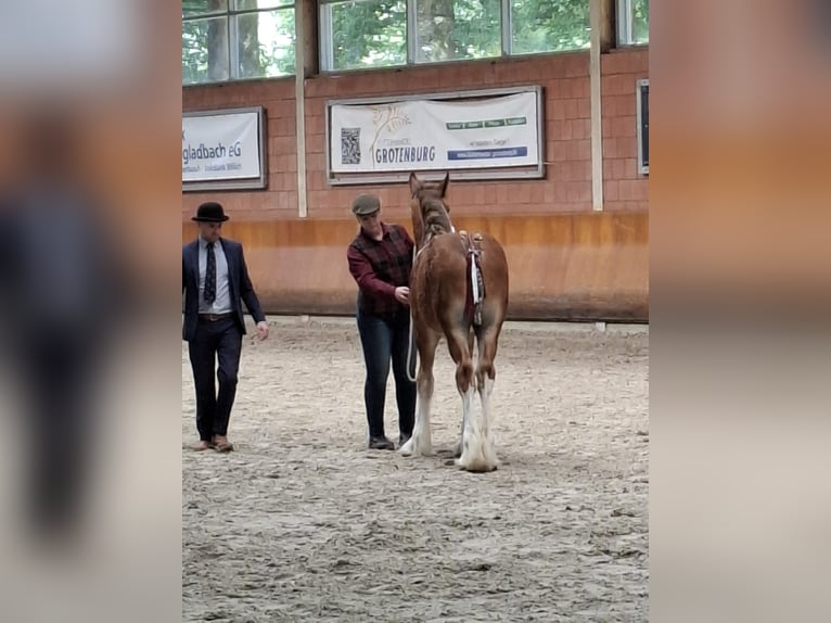 Shire Horse Hengst Fohlen (03/2025) Brauner in Witteveen
