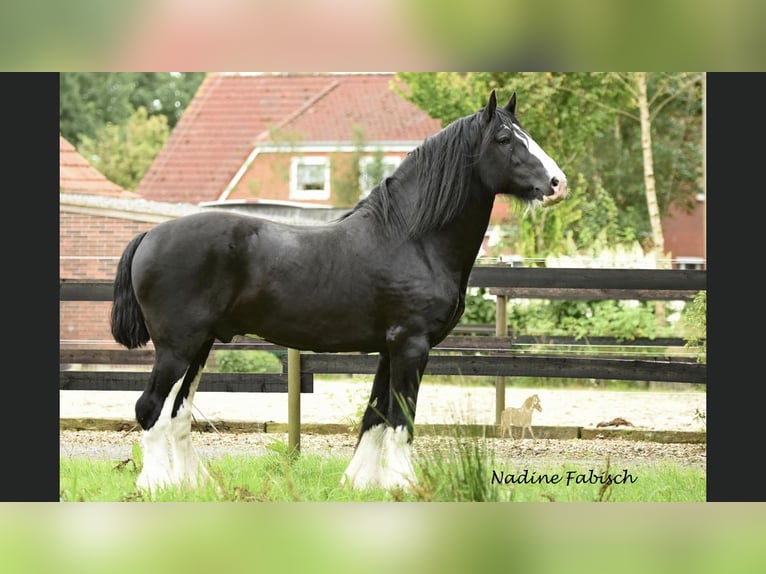 Shire Horse Hengst Fohlen (04/2025) Brauner in Friedeburg