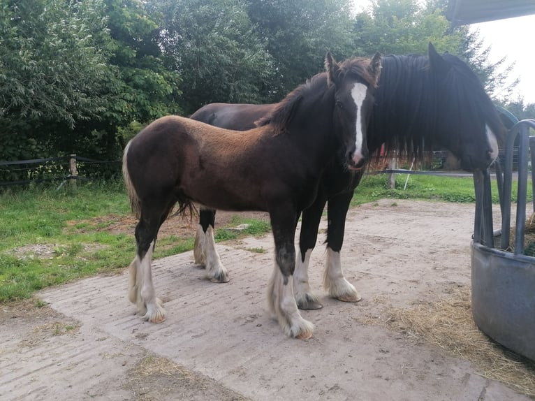 Shire Horse Hengst Fohlen (04/2025) Rappe in Langenhorn