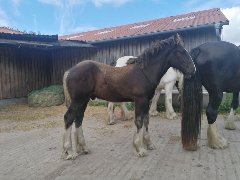 Shire Horse Hengst Fohlen (04/2025) Rappe in Langenhorn
