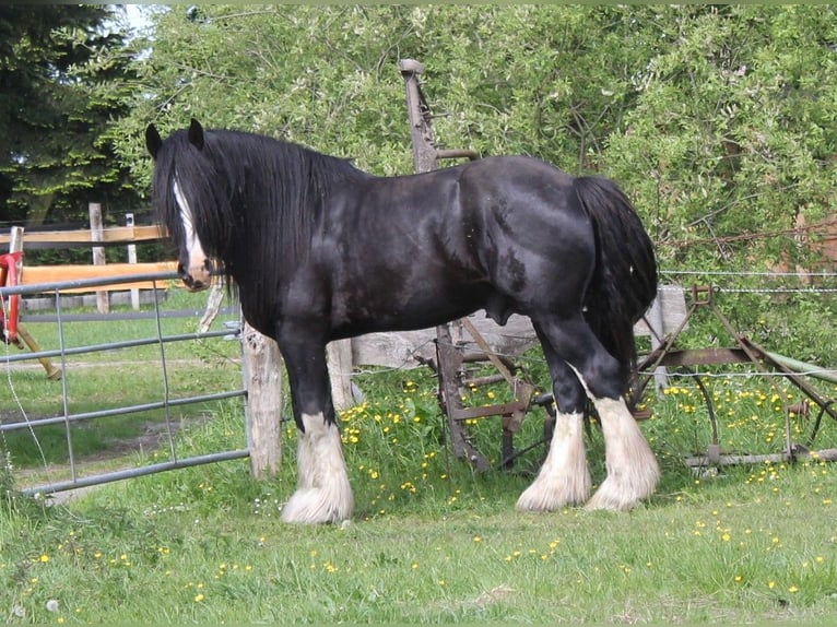 Shire Horse Hengst Fohlen (04/2025) Rappe in Langenhorn