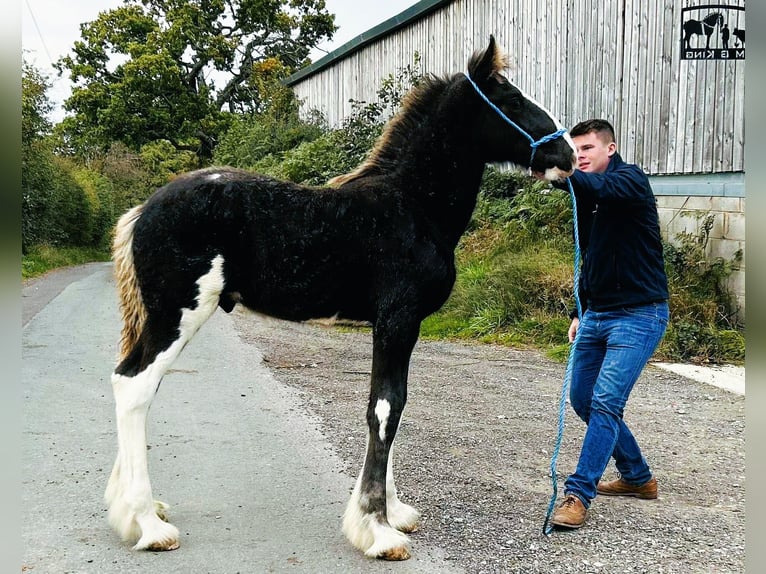 Shire Horse Hengst Fohlen (06/2025) in whitegate