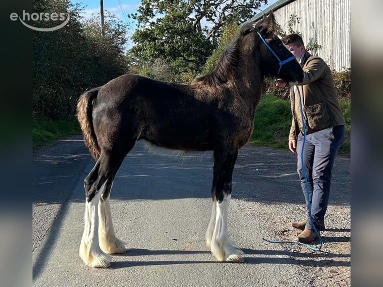 Shire Horse Hengst Fohlen (01/2026)  in whitegate