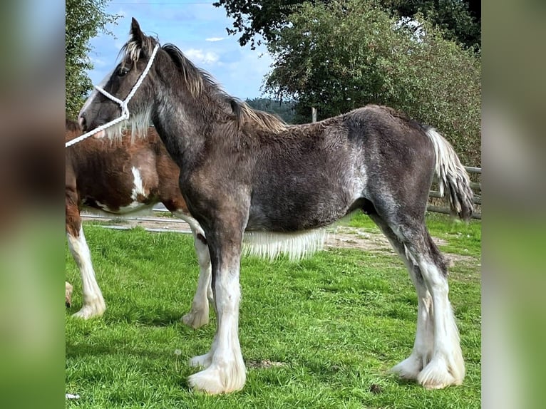 Shire Horse Hengst Fohlen (01/2026)  in whitegate