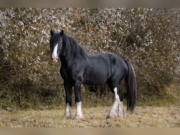 Shire Horse Hengst Rappe in Ratingen